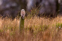 Short-eared owl (Asio flammeus) perched on wooden post in rough grassland. Durham, UK. February