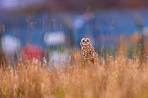 Short-eared owl (Asio flammeus) perched on wooden post in rough grassland with industrial area behind. Durham, UK. February