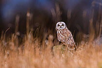 Short-eared owl (Asio flammeus) perched on wooden post in rough grassland, Durham, UK. February. Cropped