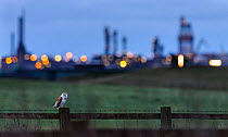 Barn owl (Tyto alba) perched on fence post at dusk, with industrial estates of Teeside in the background. Durham, UK. February