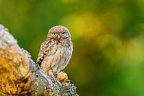 Little Owl (Athene noctua) juvenile perched on tree branch. London. July