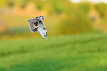 Long-eared owl (Asio otus) in flight over farmland. Durham, UK. May