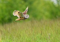 Long-eared Owl (Asio otus) hunting over grassland. Durham, UK. May