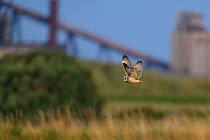 Short-eared owl (Asio flammeus) in flight over grassland with industrial landscape of Teeside in the background. Durham, UK. August