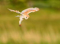 Barn owl (Tyto alba) hovering whilst hunting in flight. Suffolk, UK. June, Cropped