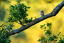 Little owl (Athene noctua) juvenile perched on oak tree. London. July.