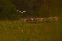 Barn owl (Tyto alba) in flight over marshland at sunset. Suffolk, UK. June. Cropped