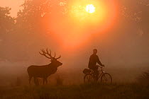 Red deer (Cervus elaphus) stag and cyclist in Richmond Park, London at sunrise. UK. September
