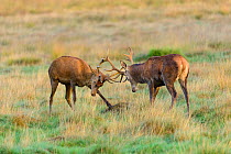 Red deer (Cervus elaphus) young stags fighting in grassland. Richmond Park, London, UK. September