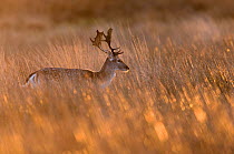 Fallow deer (Dama dama) stag walking through long grass at sunrise. Richmond Park, London, UK. January.
