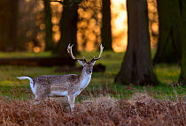 Fallow deer (Dama dama) stag standing in bracken at sunrise. Richmond Park, London, UK. January