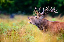 Red deer (Cervus elaphus) stag roaring. Richmond Park, London, UK. October