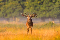 Red deer (Cervus elaphus) stag roaring in long grass. Richmond Park, London, UK. October