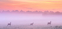 Red deer (Cervus elaphus) stood in pre-dawn mist with tower blocks in the background. Richmond Park, London. August