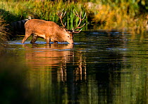 Red deer (Cervus elaphus) stag drinking from a lake. Bushy Park, London, UK. September. Cropped