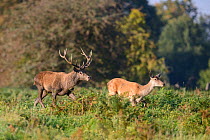 Red deer (Cervus elaphus) stag pursuing hind through the bracken. Bushy Park, London, UK. September