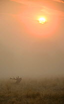 Red deer (Cervus elaphus) stag in misty conditions bellowing whilst sat down in long grass with the rising sun in the background. Richmond Park, London, UK. September