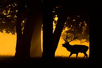 Red deer (Cervus elaphus) stag roaring, silhouetted  under trees at sunrise. Bushy Park, London, UK. September