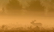Red deer (Cervus elaphus) roaring in the bracken in the mist at sunrise. Bushy Park, London, UK. September. Cropped