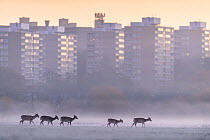 Fallow deer (Dama dama) walking across frost-covered playing fields at dawn, with tower blocks of London in the background. Richmond Park, London, UK. December