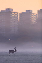 Fallow deer (Dama dama) stag walking across frost-covered playing fields at sunrise with tower blocks of London in the background. Richmond Park, London, UK. December