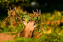 Red deer (Cervus elaphus) stag roaring with bracken-covered antlers. Richmond Park, London, UK. October