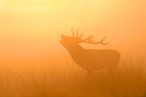 Red deer (Cervus elaphus) stag roaring in the mist, silhouetted, backlit at sunrise. Richmond Park, London, UK. October