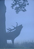 Red deer (Cervus elaphus) stag silhouetted, roaring in the mist before sunrise. Richmond Park, London. September