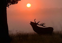 Red Deer (Cervus elaphus) stag roaring silhouetted in grassland at sunrise. Richmond Park, London. September
