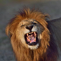 Lion (Panthera leo) roaring, male, Masai Mara, Kenya.