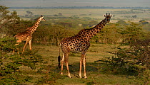 Masai giraffes (Giraffa tippelskirchi) foraging, Masai Mara, Kenya.
