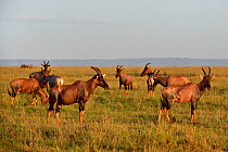 Korrigum (Damaliscus korrigum) herd, Masai Mara, Kenya