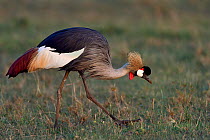 Crowned crane (Balearica regulorum) in marsh, Masai Mara, Kenya.