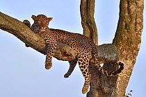 Leopard (Panthera pardus) Masai Mara, Kenya, March