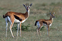 Thomson&#39;s gazelle (Eudorcas thomsonii) female and calf, Masai-Mara, Kenya.