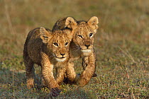 Lion (Panthera leo) cubs walking, Masai Mara, Kenya.