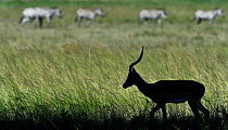 Impala (Aepyceros melampus) male silhouetted with Zebra (Equus quagga) in background Masai Mara, Kenya.