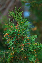 Spanish juniper (Juniperus thurifera), Sabinar de Hornuez, Castille and Leon, Spain. October.