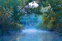 Mist on a shallow channel, Danube Delta UNESCO World Heritage Site, Tulcea County, Romania, October.