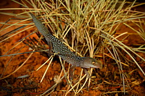Jewelled gecko (Strophurus elderi) from mallee/spinifex habitat near Coombah Roadhouse, New South Wales, Australia, summer.
