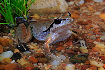 Lesuer&#39;s Tree Frog (Litoria lesuerii) female from the Lerderderg River near Bacchus Marsh in western Victoria, Australia.
