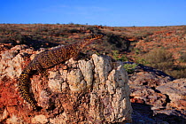 Mereenie velvet gecko (Oedura luritja) female from the sandstone rock formations in the Watarrka National Park, central Australia, Northern Territork, Autumn.