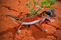Midline knob-tailed gecko (Nephrurus vertebralis) from Cue in the central Western Australia, January.