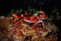 Southern knob-tailed gecko (Nephrurus w. wheeleri) male, Cue, southern central Western Australia. January.