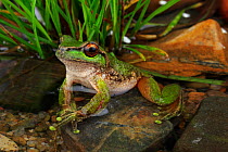 Spotted tree frog (Litoria spenceri) from Still Creek in north-eastern Victoria, Australia.