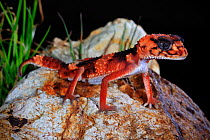 Banded knob-tailed gecko (Nephrurus wheeleri wheeleri) male, near Cue, Western Australia, January.
