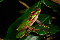 Cascade Tree Frog (Litoria pearsoniana) in rainforest near Peachester, Sunshine Coast hinterland, Queensland, Australia.