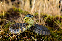 Eastern tiger snake (Notechis scutatus) newly hatched, Waratah Bay,South Gippsland, Victoria, Australia, June.
