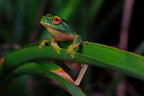 Graceful Tree Frog (Litoria gracilenta) male in garden, Esk in south-eastern Queensland, Australia.