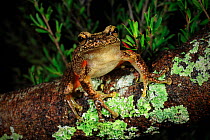 Heath or Littlejohn&#39;s tree frog (Litoria littlejohni) from riparian heath in the Parma Creek Nature Reserve west of Jervis Bay, New South Wales, Australia.